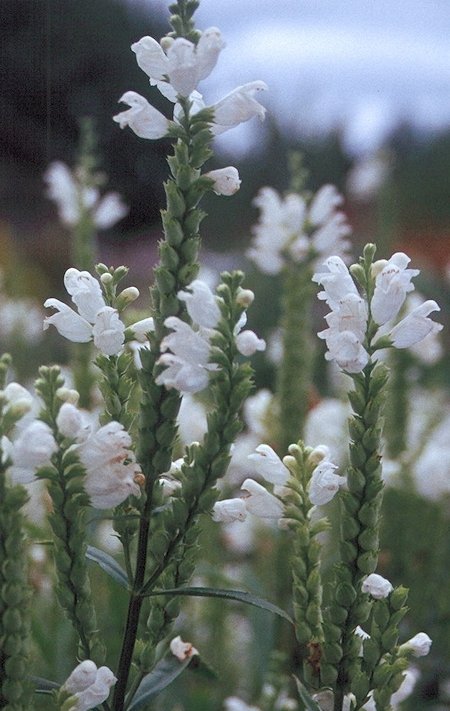 Physostegia virginiana 'Schneekrone', kellopeippi